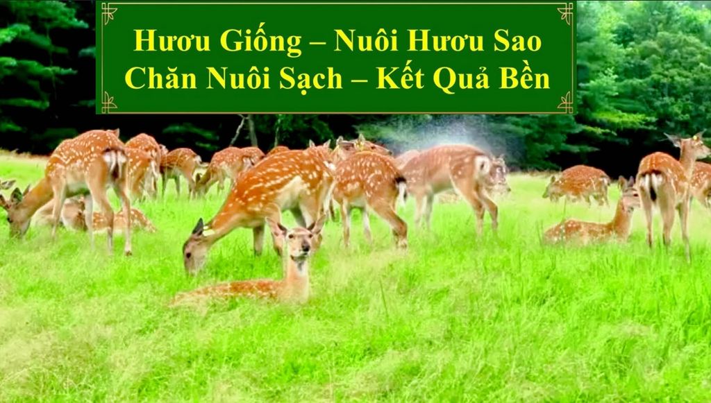 HƯƠU GIỐNG - NUÔI HƯƠU SAO CHĂN NUÔI SẠCH - KẾT QUẢ BỀN