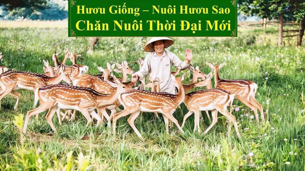 HƯƠU GIỐNG - NUÔI HƯƠU SAO CHĂN NUÔI THỜI ĐẠI MỚI