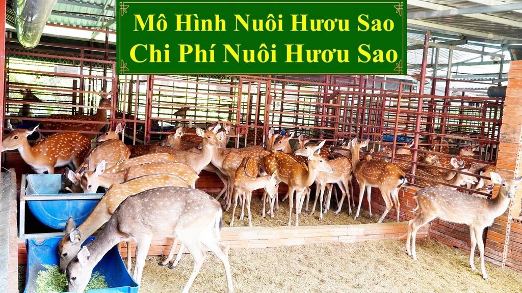 MÔ HÌNH NUÔI HƯƠU SAO - CHI PHÍ NUÔI HƯƠU SAO