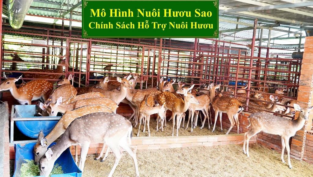 MÔ HÌNH NUÔI HƯƠU SAO - CHÍNH SÁCH HỖ TRỢ NUÔI HƯƠU