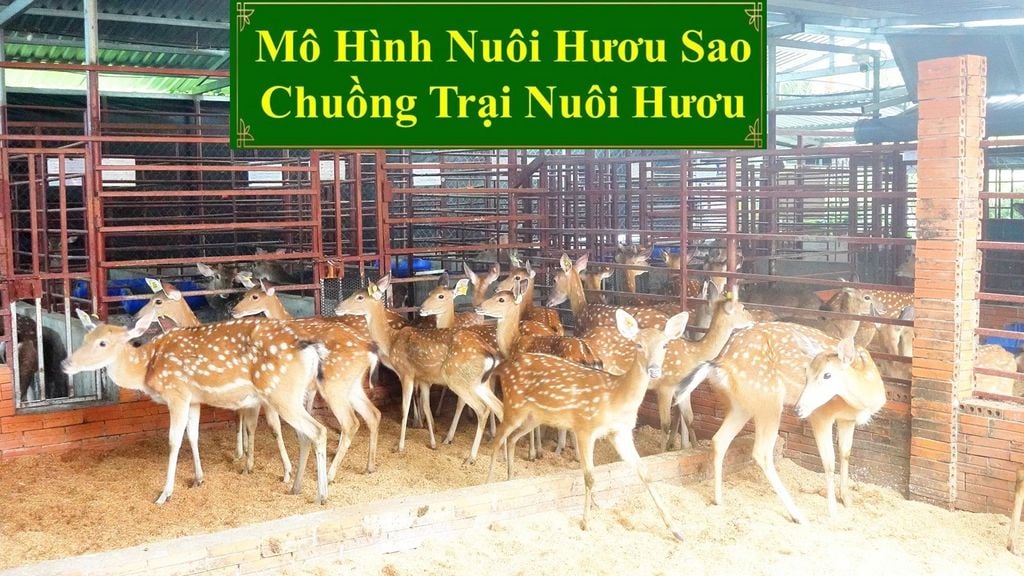 MÔ HÌNH NUÔI HƯƠU SAO - CHUỒNG TRẠI NUÔI HƯƠU