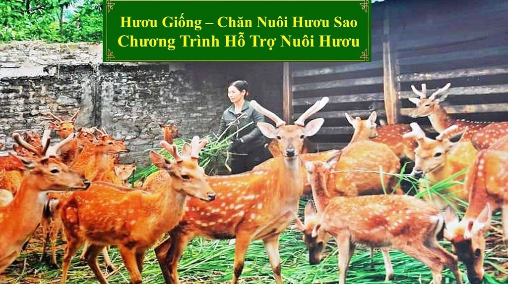 HƯƠU GIỐNG - CHĂN NUÔI HƯƠU SAO CHƯƠNG TRÌNH HỖ TRỢ NUÔI HƯƠU