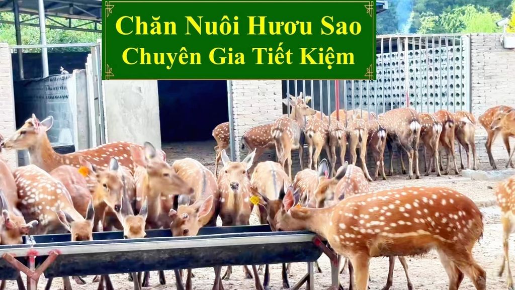 CHĂN NUÔI HƯƠU SAO - CHUYÊN GIA TIẾT KIỆM