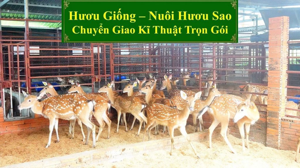 HƯƠU GIỐNG - NUÔI HƯƠU SAO CHUYỂN GIAO KĨ THUẬT TRỌN GÓI