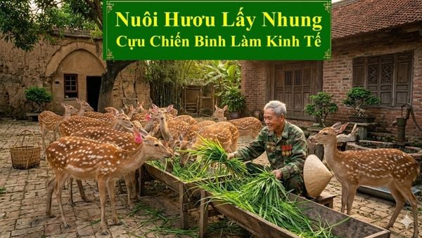 NUÔI HƯƠU LẤY NHUNG - CỰU CHIẾN BINH LÀM KINH TẾ