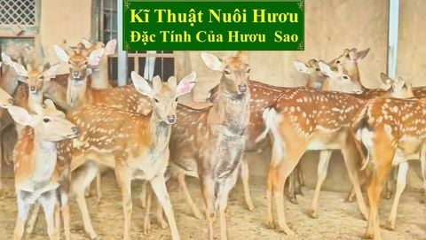 KĨ THUẬT NUÔI HƯƠU SAO - ĐẶC TÍNH CỦA HƯƠU SAO