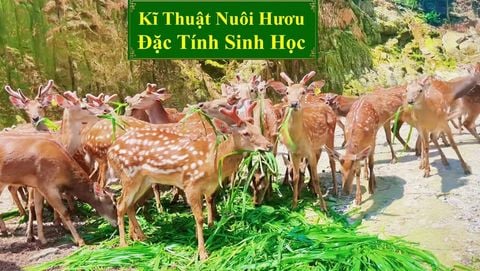 KĨ THUẬT NUÔI HƯƠU SAO - ĐẶC TÍNH SINH HỌC