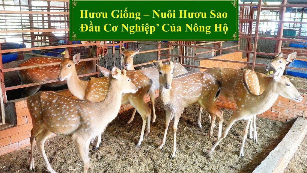 HƯƠU GIỐNG - NUÔI HƯƠU SAO ĐẦU CƠ NGHIỆP CỦA NÔNG HỘ
