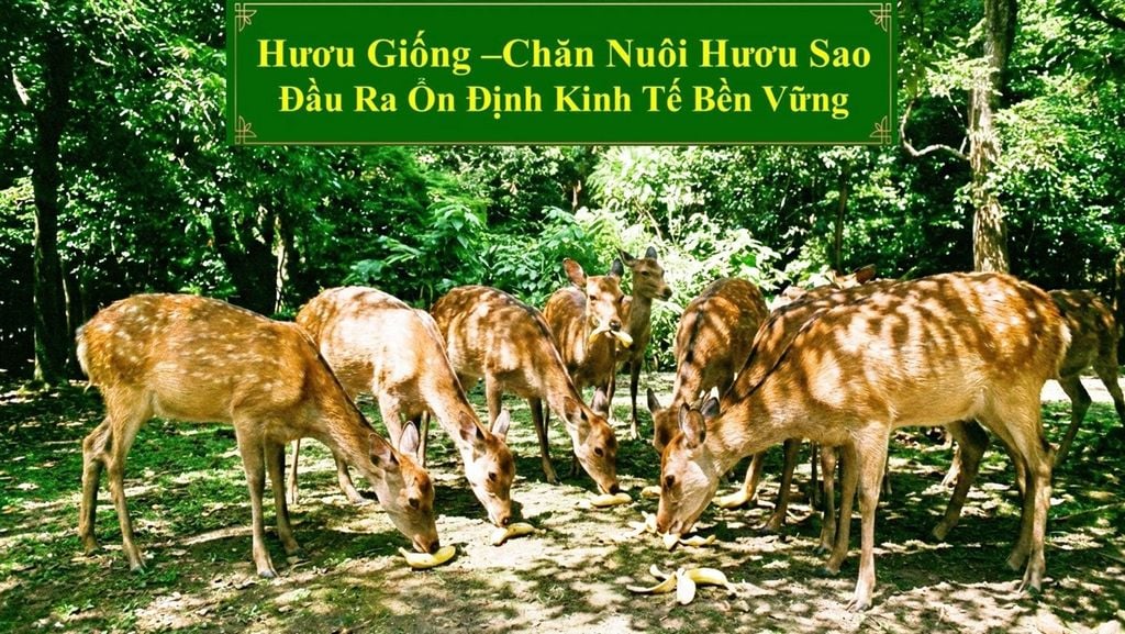 HƯƠU GIỐNG - CHĂN NUÔI HƯƠU SAO ĐẦU RA ỔN ĐỊNH KINH TẾ BỀN VỮNG