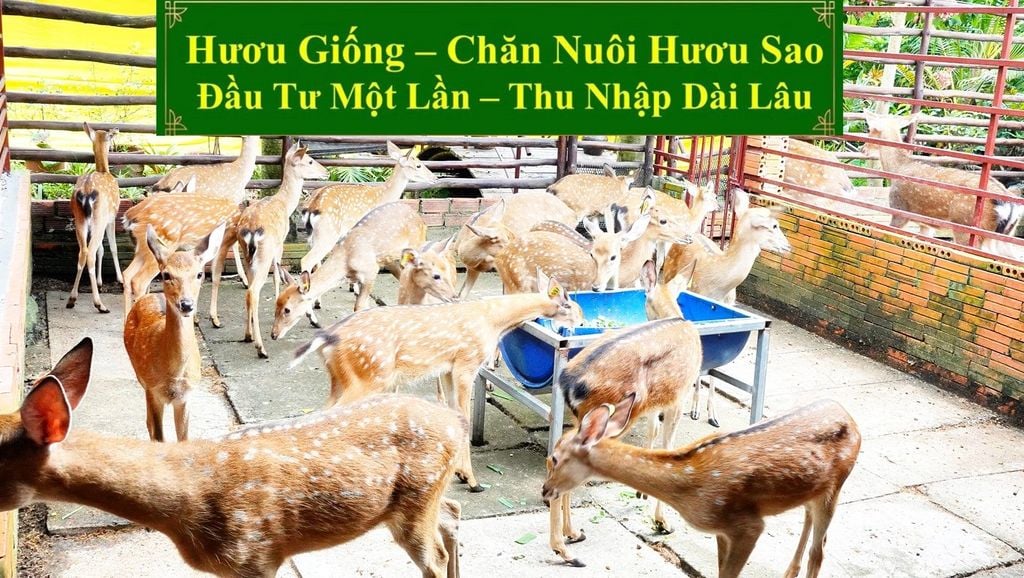 HƯƠU GIỐNG - CHĂN NUÔI HƯƠU SAO ĐẦU TƯ MỘT LẦN - THU NHẬP DÀI LÂU