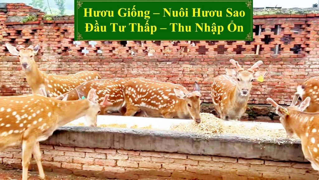 HƯƠU GIỐNG - NUÔI HƯƠU SAO ĐẦU TƯ THẤP - THU NHẬP ỔN