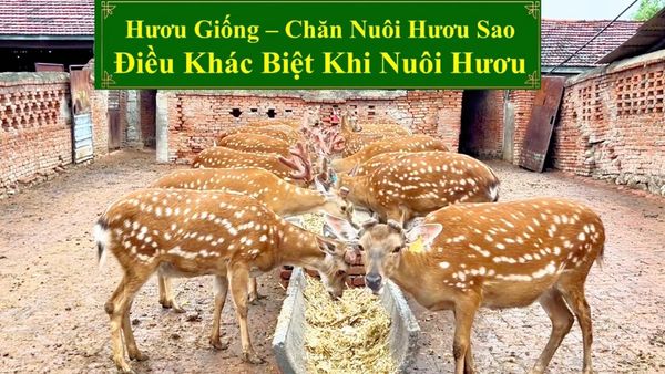 HƯƠU GIỐNG - CHĂN NUÔI HƯƠU SAO ĐIỀU KHÁC BIỆT KHI NUÔI HƯƠU