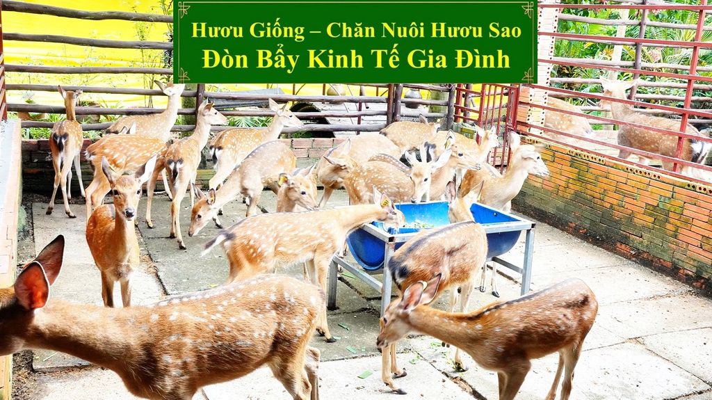HƯƠU GIỐNG - CHĂN NUÔI HƯƠU SAO ĐÒN BẨY KINH TẾ GIA ĐÌNH