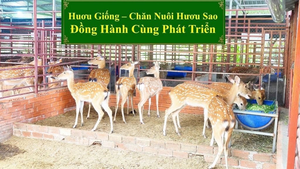 HƯƠU GIỐNG - CHĂN NUÔI HƯƠU SAO ĐỒNG HÀNH CÙNG PHÁT TRIỂN