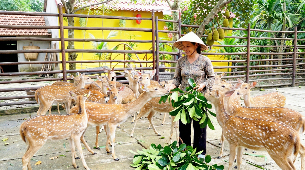 GIÁ HƯƠU SAO GIỐNG HIỆN NAY