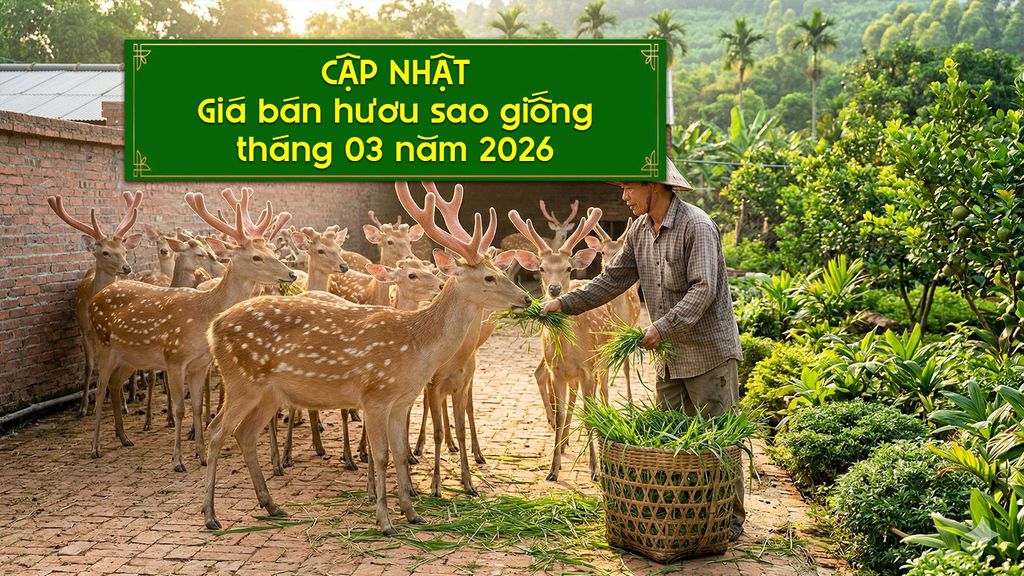 BẢNG GIÁ HƯƠU SAO MỚI NHẤT THÁNG 3