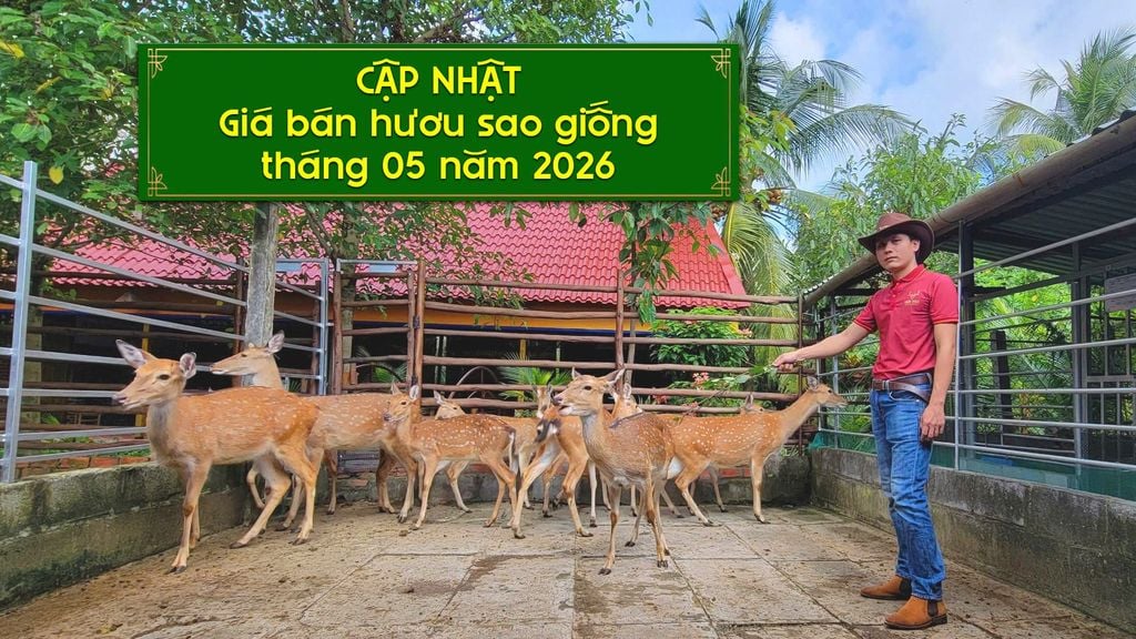 BAO NHIÊU TIỀN MỘT CẶP HƯƠU GIỐNG❓
