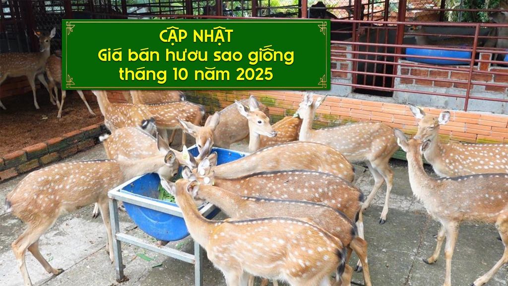 GIÁ BÁN HƯƠU SAO BAO NHIÊU TRONG THÁNG 10/2025?