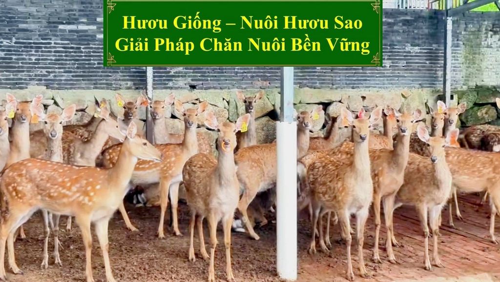 HƯƠU GIỐNG - CHĂN NUÔI HƯƠU SAO GIẢI PHÁP CHĂN NUÔI BỀN VỮNG
