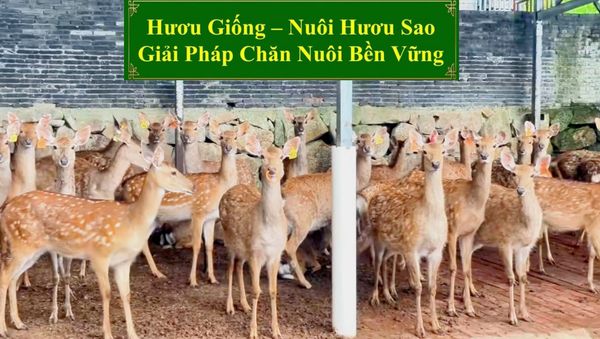 HƯƠU GIỐNG - CHĂN NUÔI HƯƠU SAO GIẢI PHÁP CHĂN NUÔI BỀN VỮNG