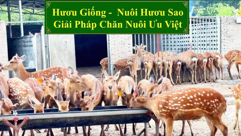 HƯƠU GIỐNG - NUÔI HƯƠU SAO GIẢI PHÁP CHĂN NUÔI ƯU VIỆT