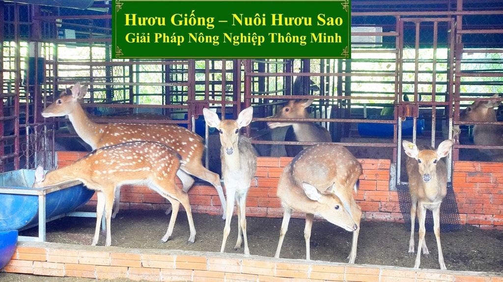 HƯƠU GIỐNG - NUÔI HƯƠU SAO GIẢI PHÁP NÔNG NGHIỆP THÔNG MINH