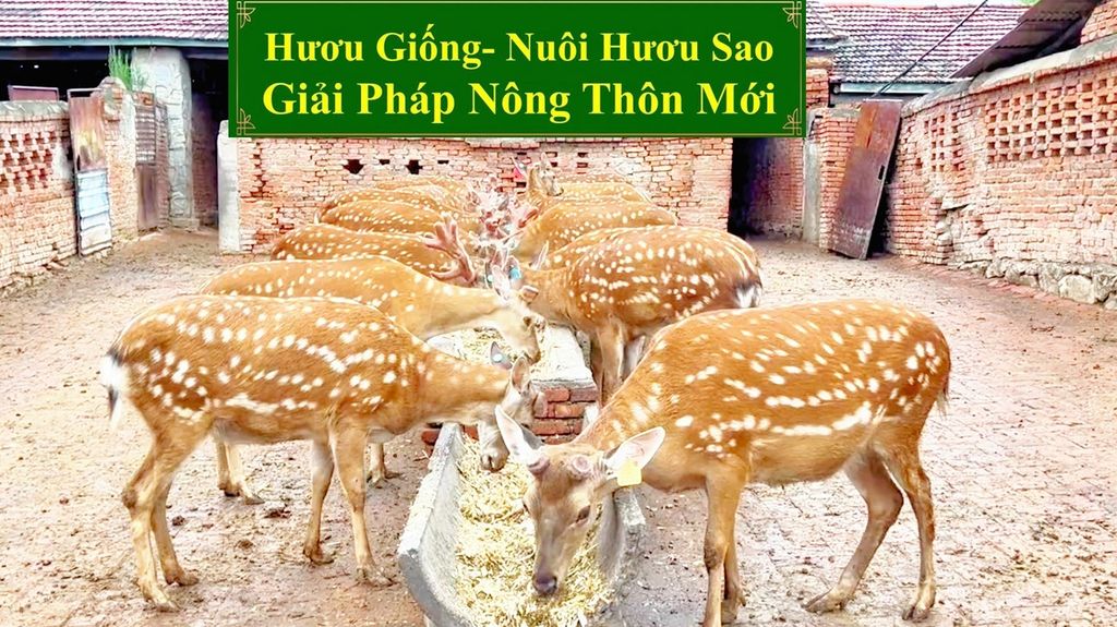 HƯƠU GIỐNG - NUÔI HƯƠU SAO GIẢI PHÁP NÔNG THÔN MỚI