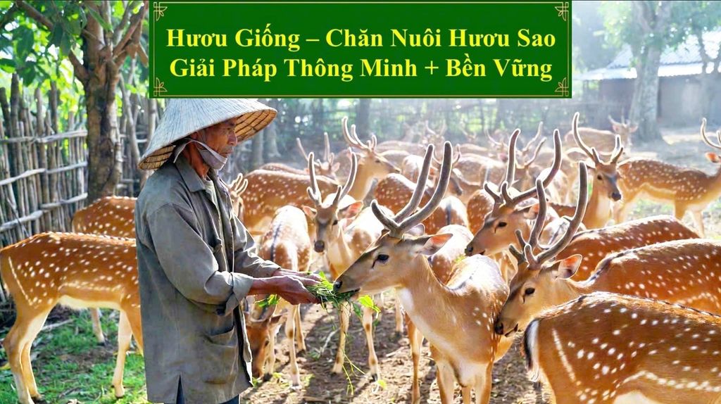 HƯƠU GIỐNG - CHĂN NUÔI HƯƠU SAO GIẢI PHÁP THÔNG MINH + BỀN VỮNG
