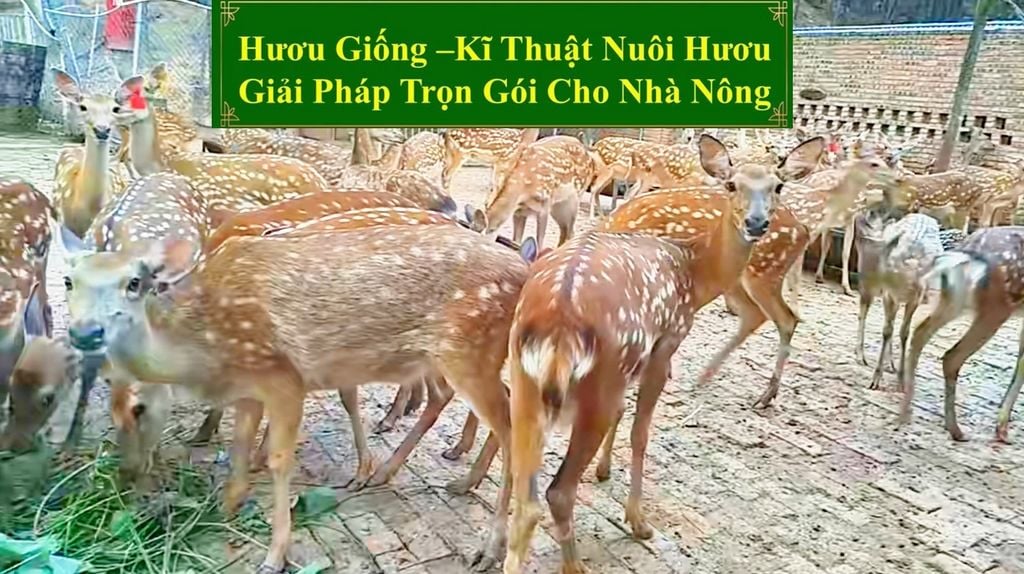 HƯƠU GIỐNG - KĨ THUẬT NUÔI HƯƠU GIẢI PHÁP TRỌN GÓI CHO NHÀ NÔNG