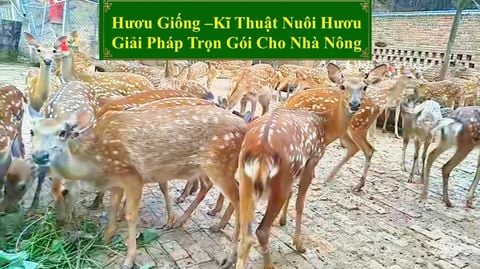 HƯƠU GIỐNG - KĨ THUẬT NUÔI HƯƠU GIẢI PHÁP TRỌN GÓI CHO NHÀ NÔNG