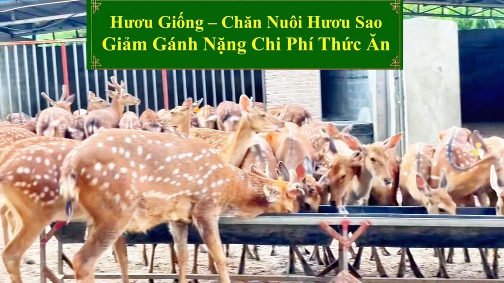 HƯƠU GIỐNG - CHĂN NUÔI HƯƠU SAO GIẢM GÁNH NẶNG CHI PHÍ THỨC ĂN