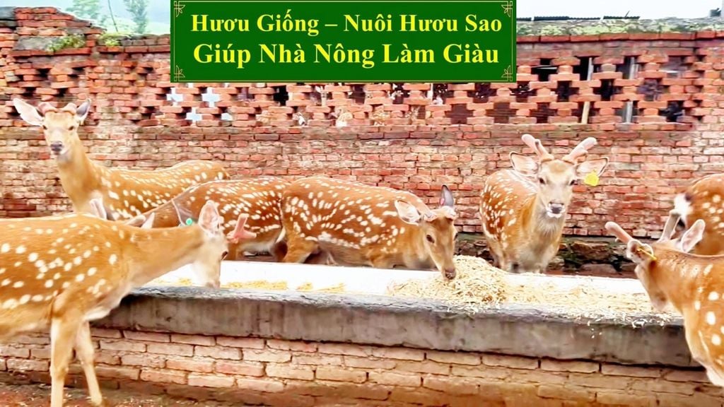 HƯƠU GIỐNG - NUÔI HƯƠU SAO GIÚP NHÀ NÔNG LÀM GIÀU