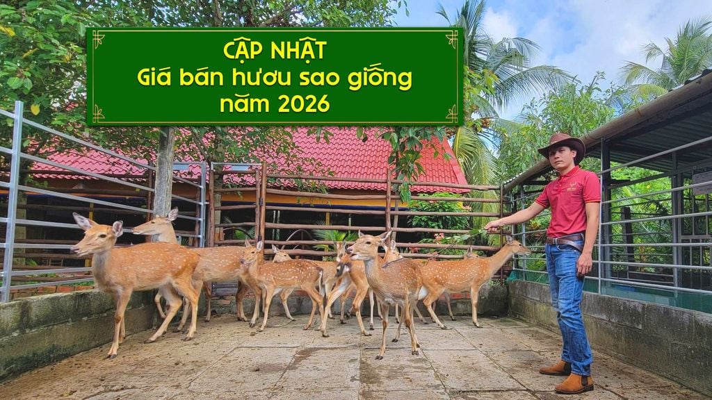 TÌNH HÌNH GIÁ HƯƠU SAO GIỐNG TRÊN THỊ TRƯỜNG TRONG NĂM 2026 RA SAO❓❓