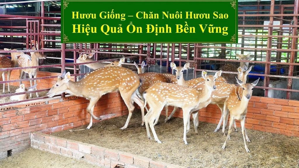 HƯƠU GIỐNG - CHĂN NUÔI HƯƠU SAO HIỆU QUẢ ỔN ĐỊNH BỀN VỮNG