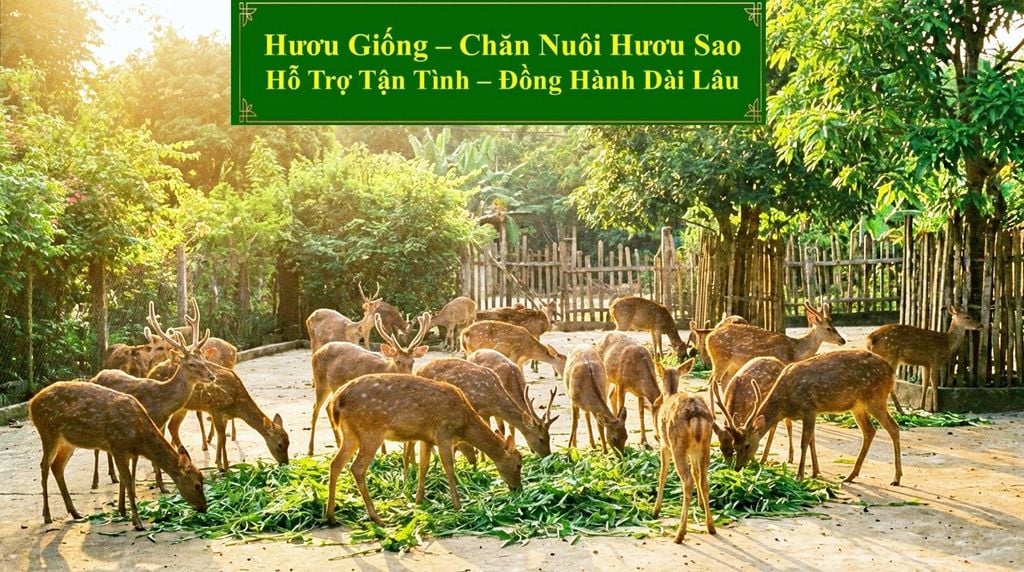 HƯƠU GIỐNG - CHĂN NUÔI HƯƠU SAO HỖ TRỢ TẬN TÌNH - ĐỒNG HÀNH DÀI LÂU