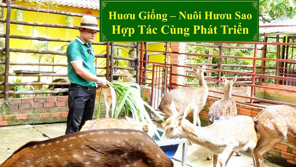 HƯƠU GIỐNG - NUÔI HƯƠU SAO HỢP TÁC CÙNG PHÁT TRIỂN