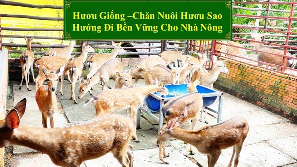 HƯƠU GIỐNG - CHĂN NUÔI HƯƠU SAO HƯỚNG ĐI BỀN VỮNG CHO NHÀ NÔNG