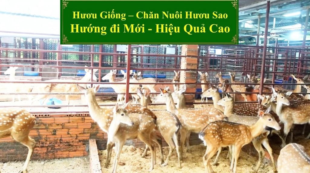HƯƠU GIỐNG - CHĂN NUÔI HƯƠU SAO HƯỚNG ĐI MỚI - HIỆU QUẢ CAO