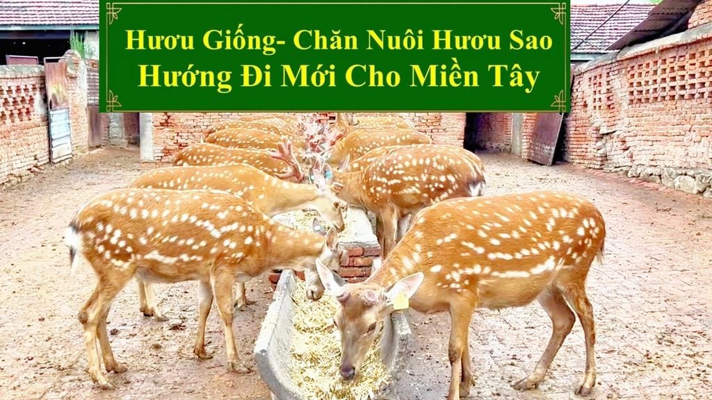 HƯƠU GIỐNG - CHĂN NUÔI HƯƠU SAO HƯỚNG ĐI MỚI CHO MIỀN TÂY
