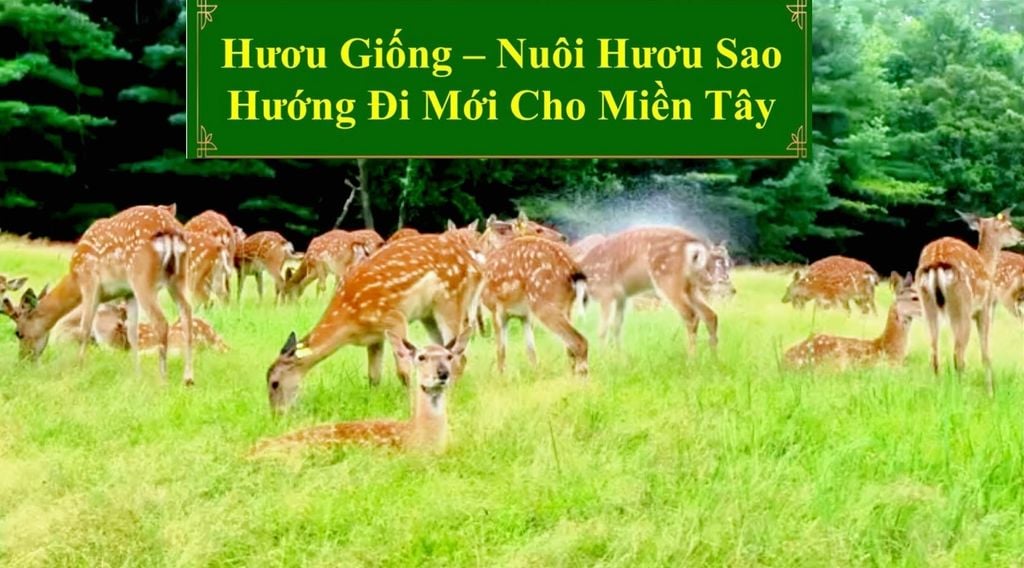HƯƠU GIỐNG - NUÔI HƯƠU SAO HƯỚNG ĐI MỚI CHO MIỀN TÂY
