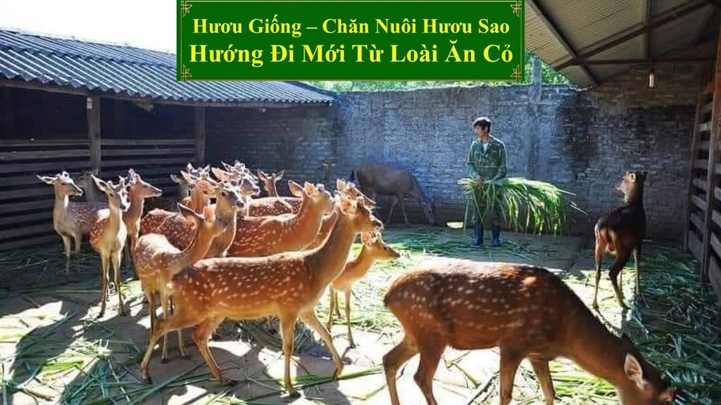 HƯƠU GIỐNG - CHĂN NUÔI HƯƠU SAO HƯỚNG ĐI MỚI TỪ LOÀI ĂN CỎ