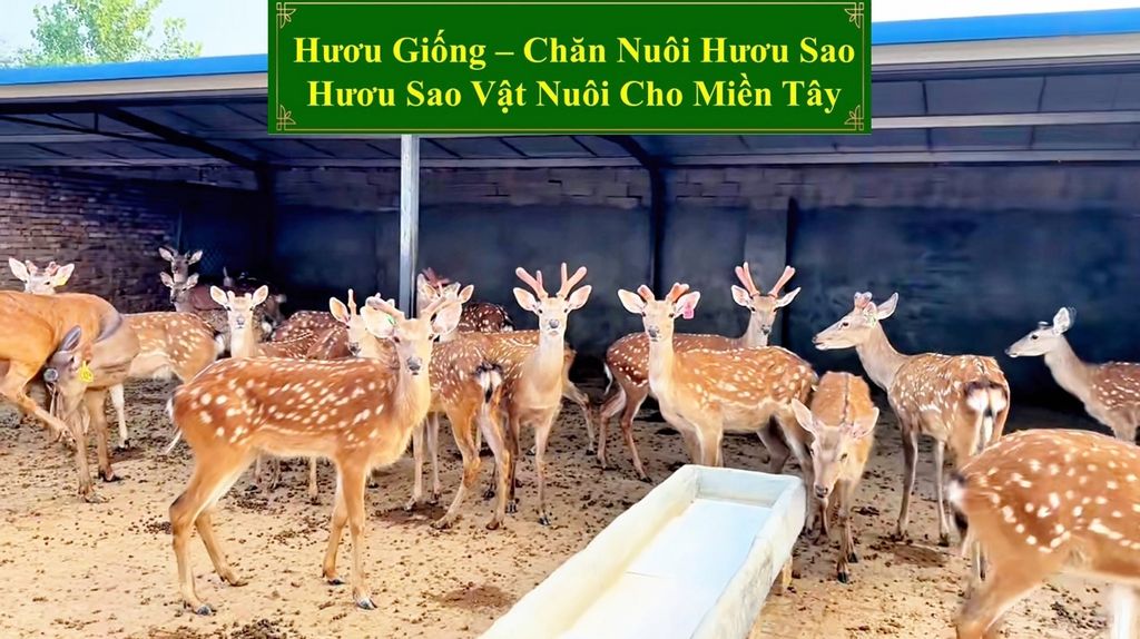 HƯƠU GIỐNG - CHĂN NUÔI HƯƠU SAO HƯƠU SAO VẬT NUÔI CHO MIỀN TÂY