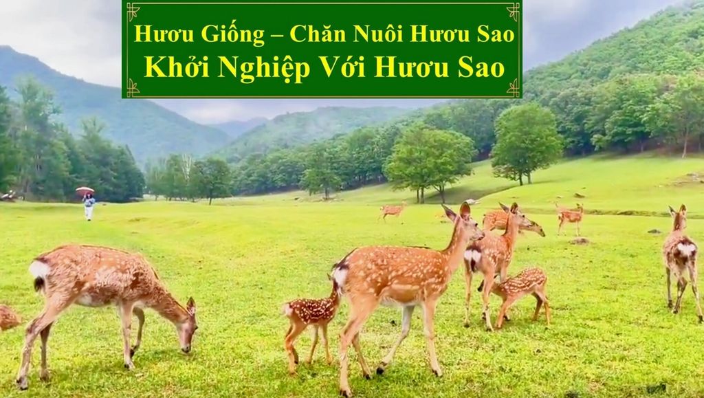 HƯƠU GIỐNG - CHĂN NUÔI HƯƠU SAO KHỞI NGHIỆP VỚI HƯƠU SAO