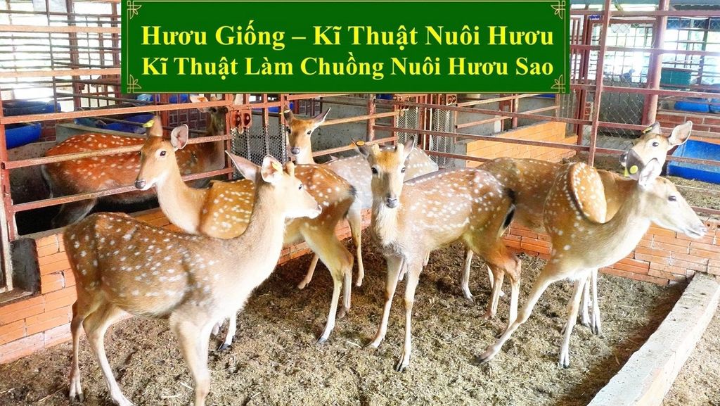 HƯƠU GIỐNG - KĨ THUẬT NUÔI HƯƠU KĨ THUẬT LÀM CHUỒNG NUÔI HƯƠU SAO