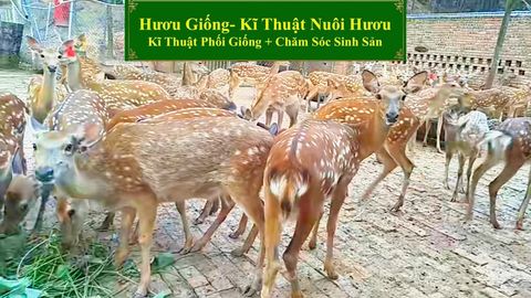 HƯƠU GIỐNG - KĨ THUẬT NUÔI HƯƠU KĨ THUẬT PHỐI GIỐNG + CHĂM SÓC SINH SẢN