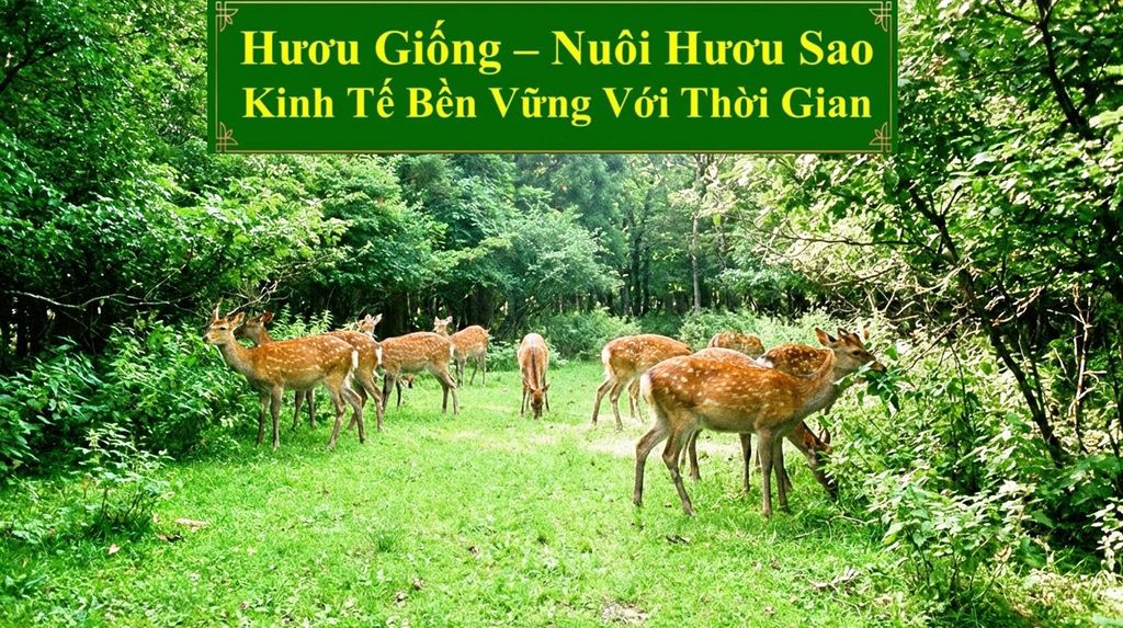 HƯƠU GIỐNG - NUÔI HƯƠU SAO KINH TẾ BỀN VỮNG VỚI THỜI GIAN