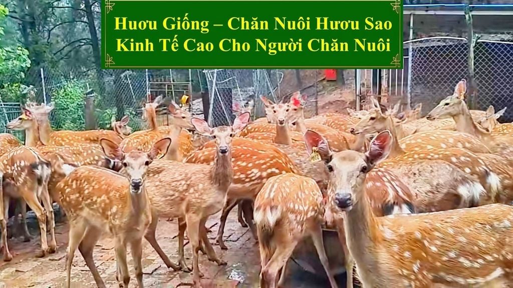 HƯƠU GIỐNG - CHĂN NUÔI HƯƠU SAO KINH TẾ CAO CHO NGƯỜI CHĂN NUÔI