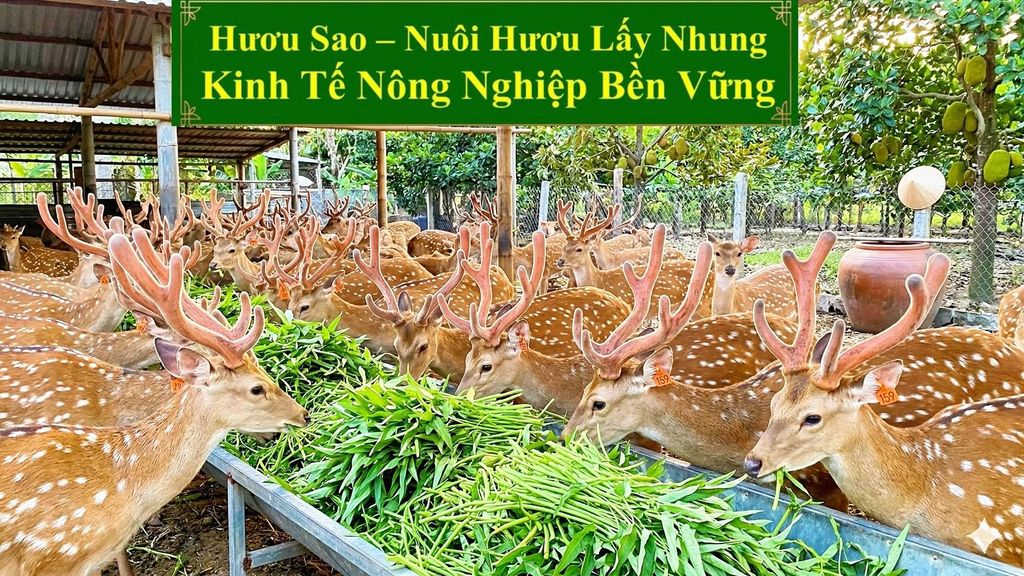 NUÔI HƯƠU LẤY NHUNG - KINH TẾ NÔNG NGHIỆP BỀN VỮNG