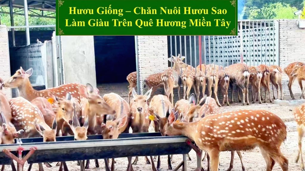 HƯƠU GIỐNG - CHĂN NUÔI HƯƠU SAO LÀM GIÀU TRÊN QUÊ HƯƠNG MIỀN TÂY