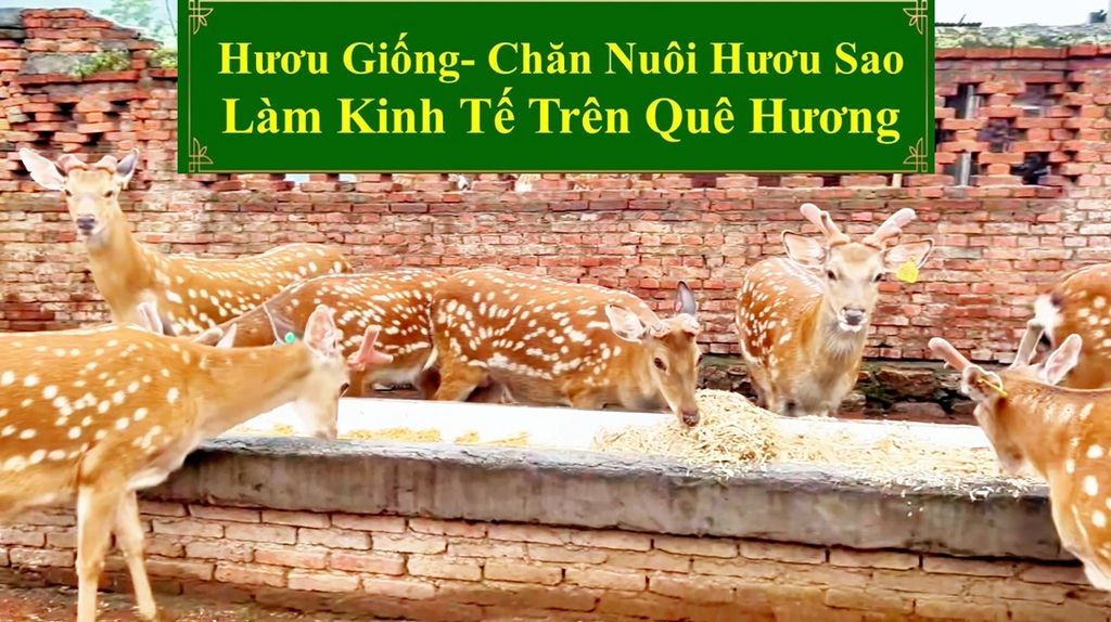 HƯƠU GIỐNG - CHĂN NUÔI HƯƠU SAO LÀM KNH TẾ TRÊN QUÊ HƯƠNG